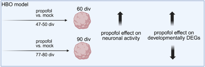 intermittent_propofol_exposure_induces_neurodevelo_origin.png