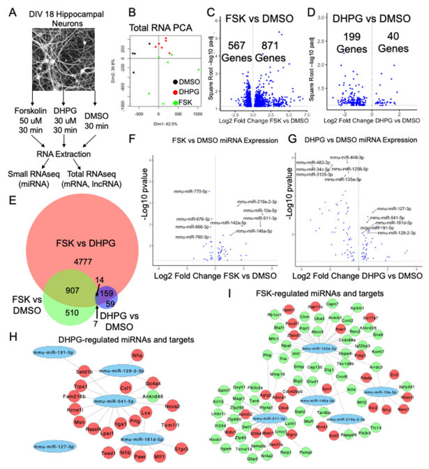 the_lncrna_gas5_is_an_activity-responsive_scaffold_that_mediates_camp-dependent_synaptic_plasticity-mono1.png