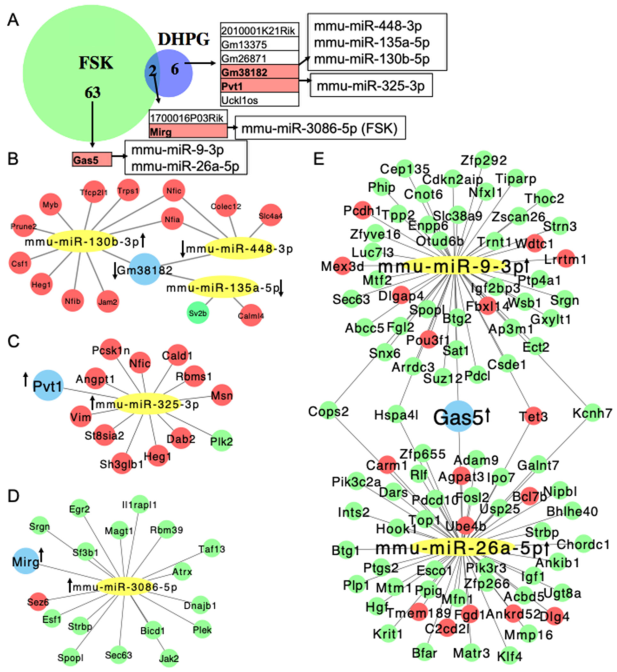 the_lncrna_gas5_is_an_activity-responsive_scaffold_that_mediates_camp-dependent_synaptic_plasticity-mono2.png