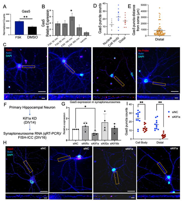 the_lncrna_gas5_is_an_activity-responsive_scaffold_that_mediates_camp-dependent_synaptic_plasticity-mono3.png