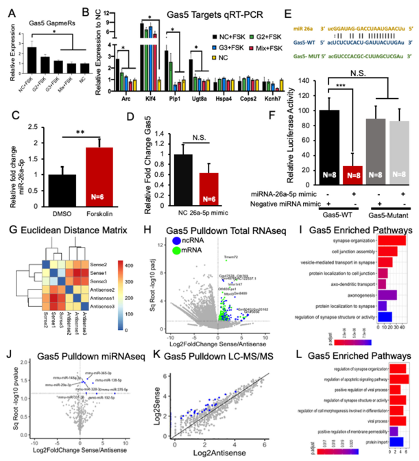 the_lncrna_gas5_is_an_activity-responsive_scaffold_that_mediates_camp-dependent_synaptic_plasticity-mono4.png
