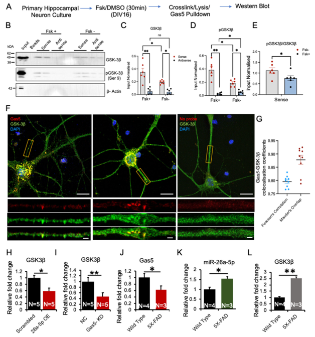 the_lncrna_gas5_is_an_activity-responsive_scaffold_that_mediates_camp-dependent_synaptic_plasticity-mono5.png