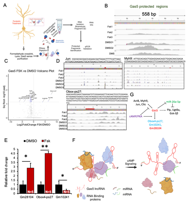 the_lncrna_gas5_is_an_activity-responsive_scaffold_that_mediates_camp-dependent_synaptic_plasticity-mono6.png