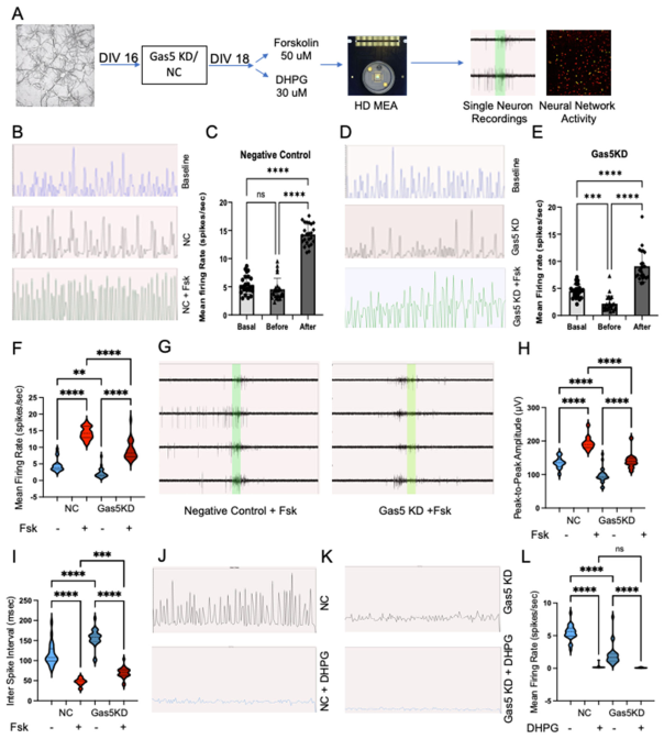 the_lncrna_gas5_is_an_activity-responsive_scaffold_that_mediates_camp-dependent_synaptic_plasticity-mono7.png
