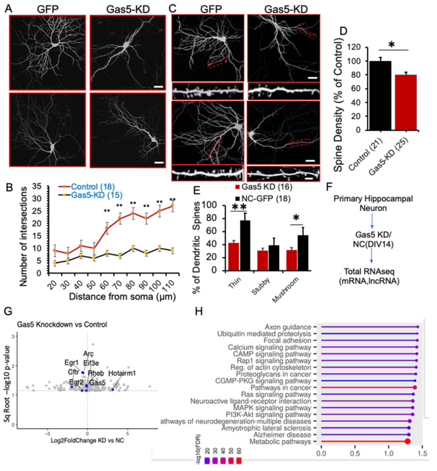 the_lncrna_gas5_is_an_activity-responsive_scaffold_that_mediates_camp-dependent_synaptic_plasticity-mono8.png